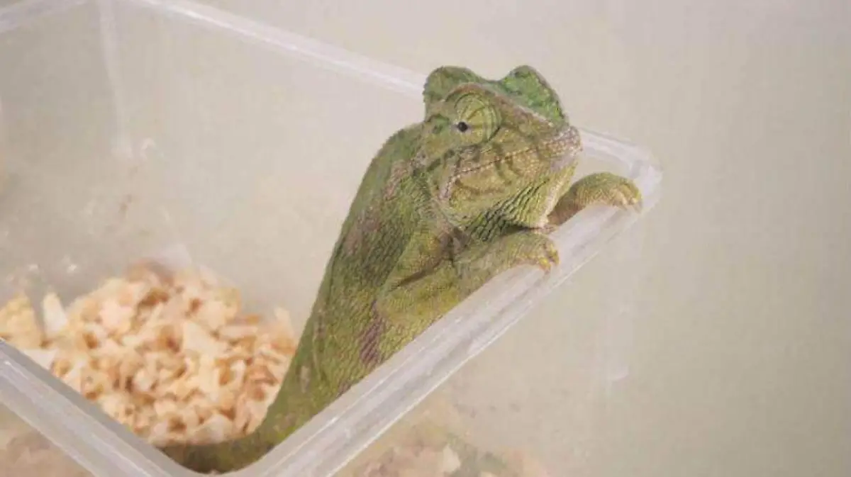 reptiles bolsas EUROPOL POR